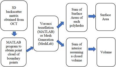 Non-invasive estimation of coral polyp volume and surface area using optical coherence tomography